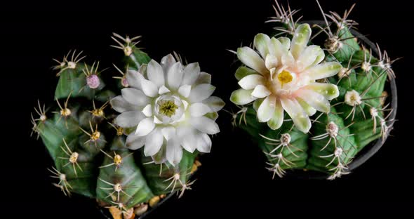 White Flowers Timelapse of Blooming Gymnocalycium Cactus Opening