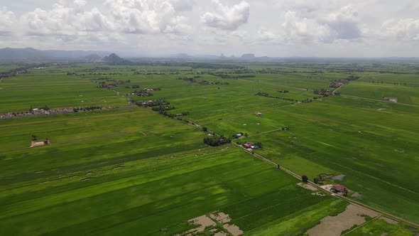 The Paddy Rice Fields of Kedah and Perlis, Malaysia