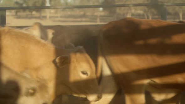 Cows walking together in the enclosure on farm land