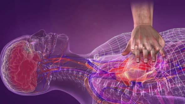 Heart massage and respiratory system