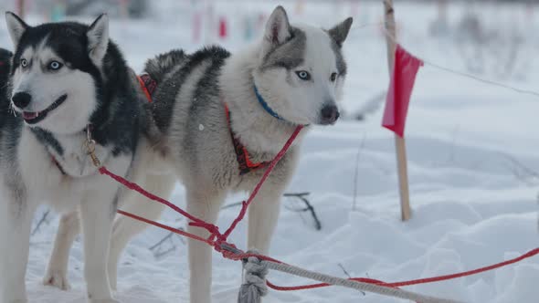 Siberian Huskies in Harness Stand on Their Flagsfenced Trail in the Winter Forest and Rest