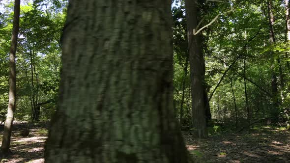 Natural Landscape in the Forest During the Day