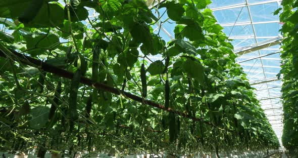 Hydroponics culture. Cucumbers growing under green houses in southern France.