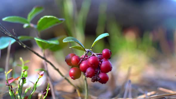 Red Berry Lingonberry Grows in the Forest