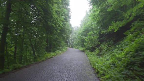 The road between the trees in the forest.