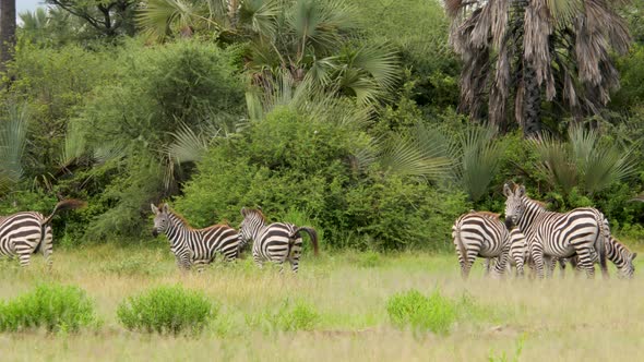 A herd of common zebras galopping in Serengeti National Park Tanzania - 4K