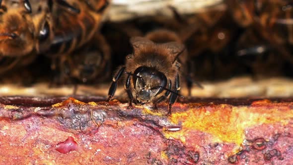 |European Honey Bee, apis mellifera, Bee Space, Bee Hive in Normandy, Real Time