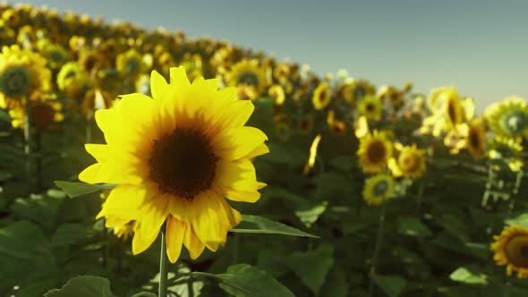 Beautiful Field of Blooming Sunflowers Against Sunset Golden Light