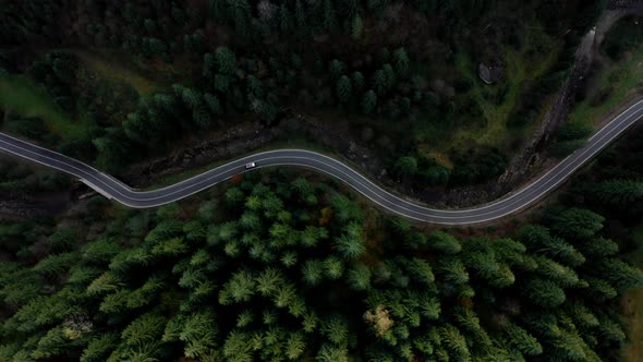 Highway Passes Through a Mature Spruce Forest in the Ukrainian Carpathian Mountains