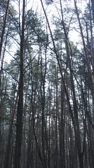 Vertical Video of the Pine Forest in the Afternoon