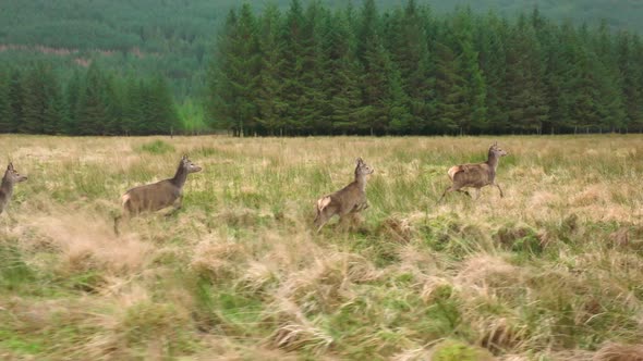 A Herd of Red Deer Hinds Running in the Scottish Highlands in Slow Motion