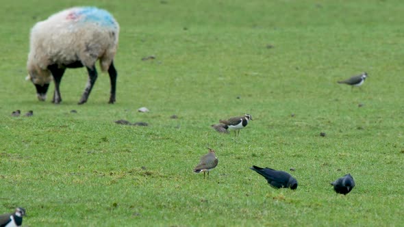 Lapwings, Jackdaws and starlings feeding on farmland rich in earthworms in the North Pennines County