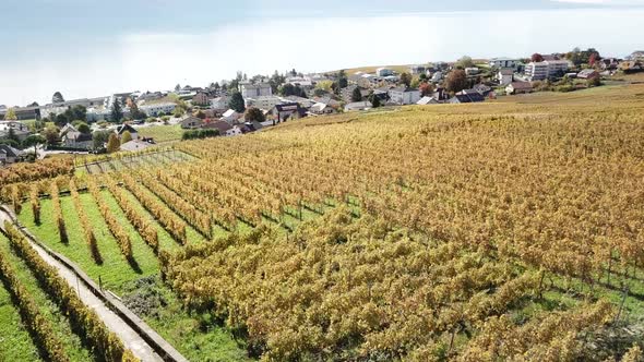 Panning shot of Lavaux vineyards during autumn, leman lake behind Vaud, Switzerland