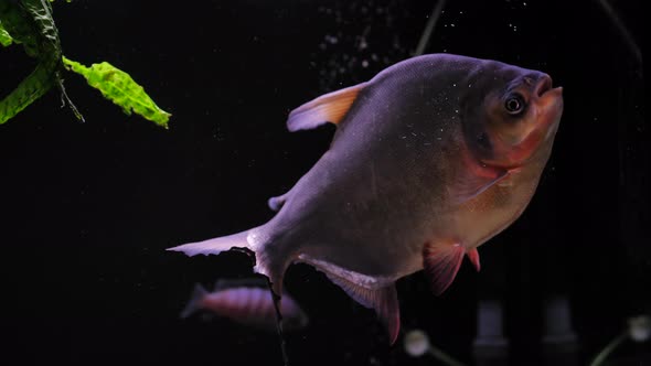 Feeding piranhas in an aquarium
