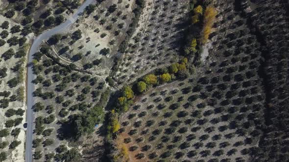 Overhead view of the trail of a river in autumn with a road and a field of olives.