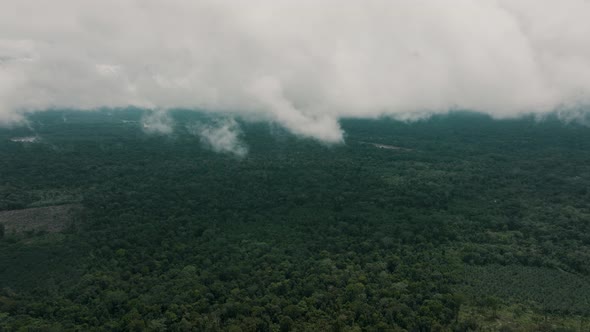 Lush Treetops Of Amazon Jungle Over Cloudscape In Ecuador. Aerial Drone Shot