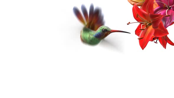 Humming Bird and Flower alt