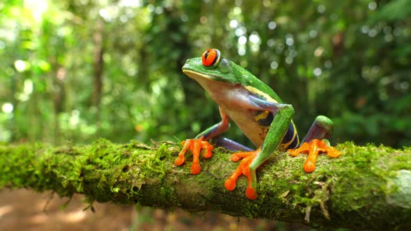 Red-eyed Tree Frog in its Natural Habitat in the Caribbean Rainforest