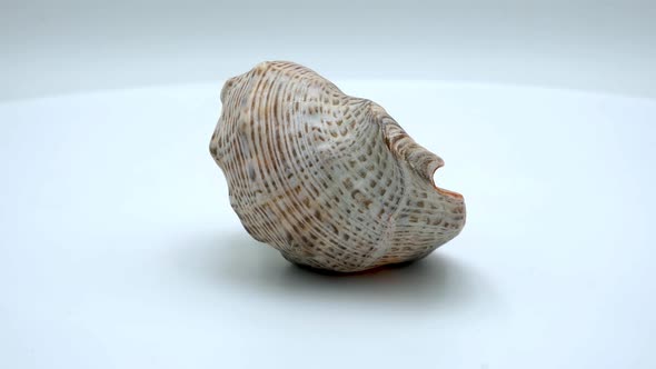 Rapana sea shells on a white background