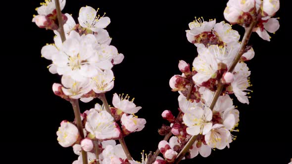 White Flowers Blossoms on the Branches of Apricot Tree