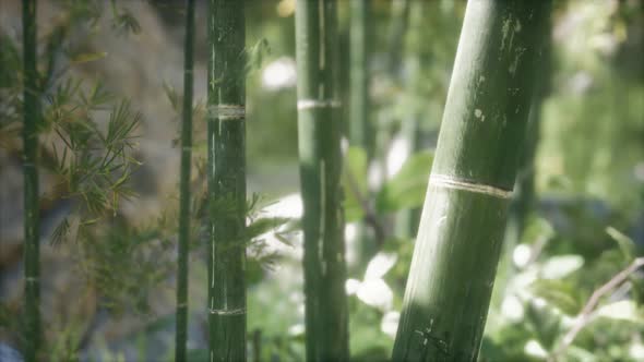 Green Bamboo Trees Forest Background alt