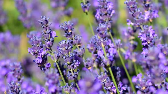 Flowers of lavender close-up