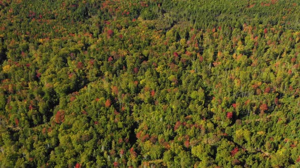 Aerial drone shot flying forward and tilting up over colorful autumn forest trees to reveal large mo