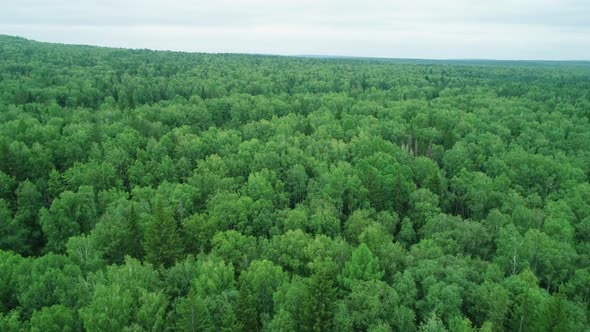 A view from above of wildlife.