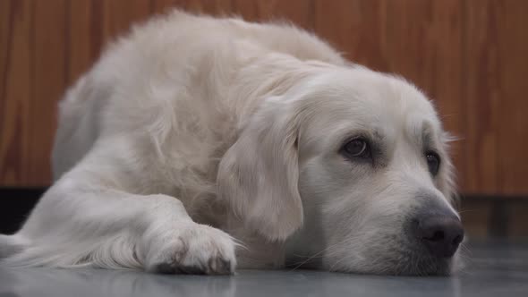 Beautiful golden retriever dog with white hair resting on boring blue wooden floor