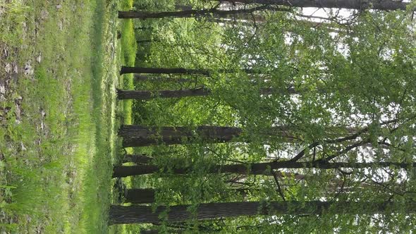 Vertical Video of a Forest with Pine Trees