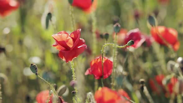 Red Poppy Flowers Blooming in Green Field