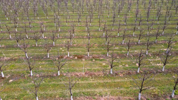 Aerial View Apple Orchard in Early Spring