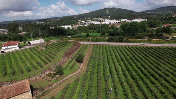 Workers Picking Blueberries in Blueberry Farm 4k