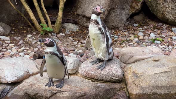 Close Up Of Penguins In The Park