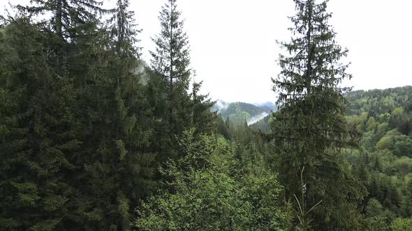 Spruce Forest. Slow Motion. Carpathian Mountains. Ukraine. Aerial.