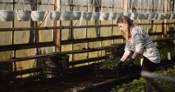 Female Gardener Working with Geranium Flowers in Greenhouse