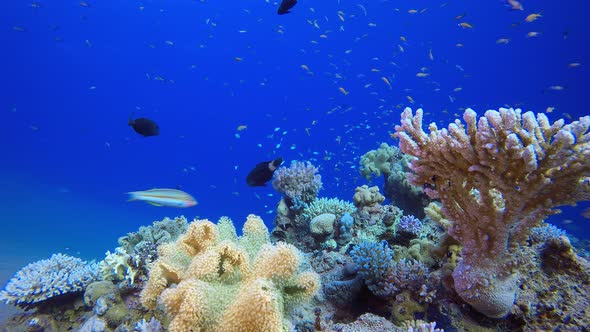 Coral Garden Marine Life Seascape