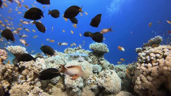 Coral Scene with Diver