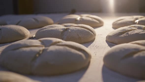 Moving View of Freshly Baked Round Loaves of Tasty Organic Bread on a Table