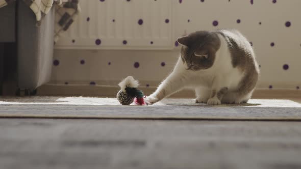 Domestic Shorthaired Cat Playing with a Toy in Slow Motion