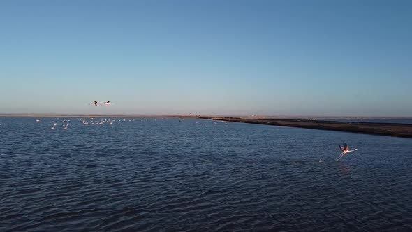 Aerial footage of the group of flamingos flying over the ocean near the shore