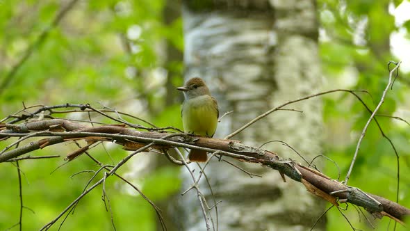 Bird great crested flycatcher singing and flying from its branch in greenish and brown forest, its y