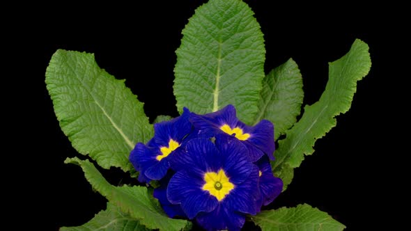 Timelapse of Blue Primula ( Primrose ) Flower Blooming