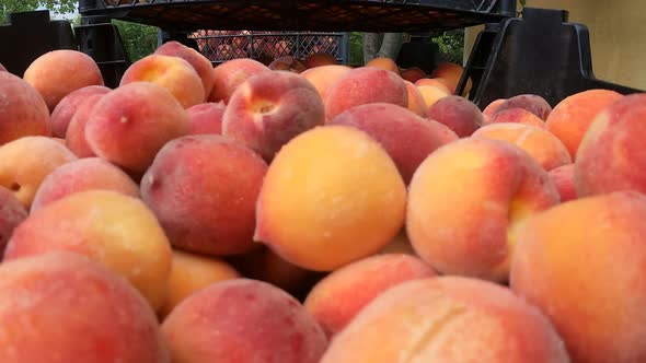 Fresh Peaches In Blue Crates Ready For Sale At The Market