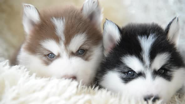 Cute Siberian Husky Puppies Lying And Looking