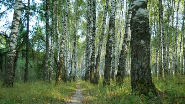 POV Of Sparsely Populated Forest