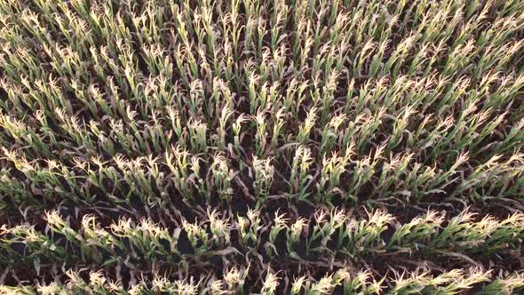 Flight over the cream of corn stalks, ripening corn harvest, top view of a quadcopter.