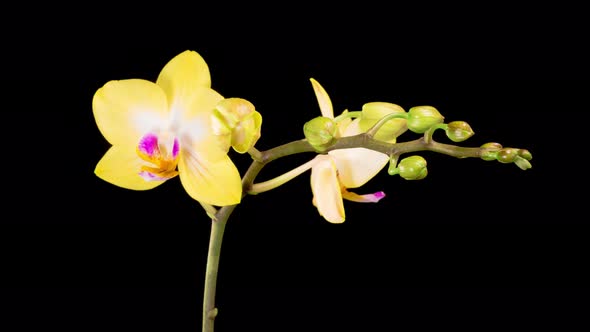 Blooming Yellow Orchid Phalaenopsis Flower