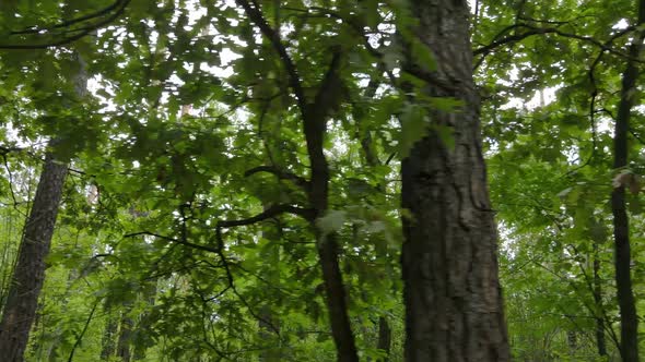 Green Forest with Trees By Day