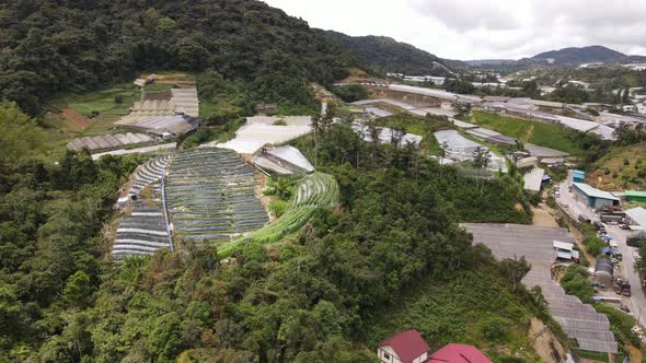 Cameron Highlands, Pahang Malaysia